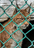 Jungle Cat World Wildlife Park