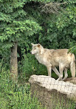 Jungle Cat World Wildlife Park