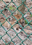 Jungle Cat World Wildlife Park