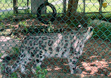 Jungle Cat World Wildlife Park