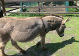 Jungle Cat World Wildlife Park