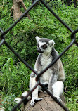 Jungle Cat World Wildlife Park