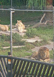 Jungle Cat World Wildlife Park