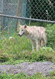 Jungle Cat World Wildlife Park