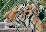 Jungle Cat World Wildlife Park