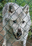 Jungle Cat World Wildlife Park