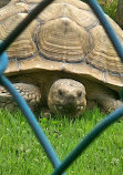 Jungle Cat World Wildlife Park