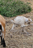 Jungle Cat World Wildlife Park