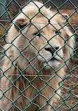 Jungle Cat World Wildlife Park