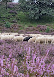 Nationaal Park Veluwezoom