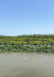 Anzali lagoon