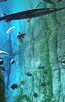 Downtown Aquarium