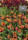 Kasteel Keukenhof