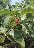 باغ گیاه شناسی ملی ایران