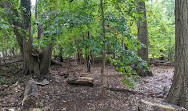 Cunningham Park Mountain Bike Trailhead