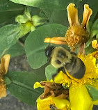 Jardín Botánico de los Estados Unidos