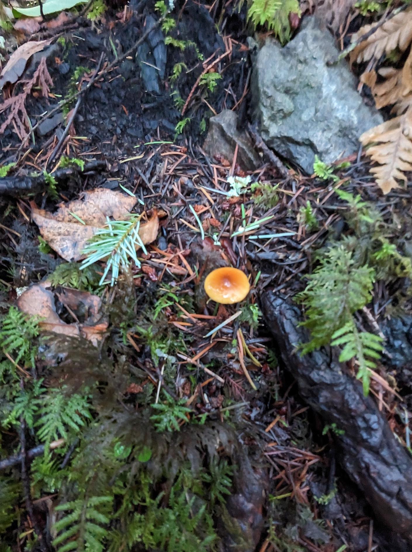 Mount Finlayson North Trailhead