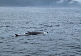 Iceberg Quest Ocean Tours