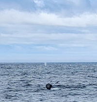 Iceberg Quest Ocean Tours