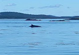 Island Quest Marine Whale and Wildlife Cruises