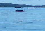 Island Quest Marine Whale and Wildlife Cruises