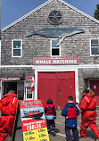 Fundy Tide Runners Whale Watch