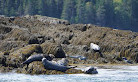 Fundy Tide Runners Whale Watch