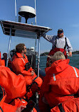 Fundy Tide Runners Whale Watch