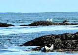 Fundy Tide Runners Whale Watch