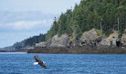 Fundy Tide Runners Whale Watch