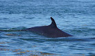 Fundy Tide Runners Whale Watch