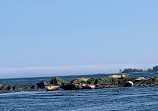 Fundy Tide Runners Whale Watch