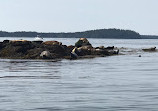 Fundy Tide Runners Whale Watch