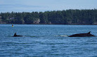 Fundy Tide Runners Whale Watch