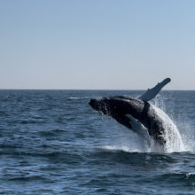 7 Seas Whale Watch