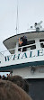 7 Seas Whale Watch