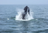 7 Seas Whale Watch