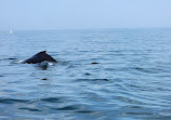 7 Seas Whale Watch