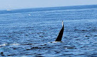 7 Seas Whale Watch