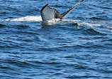 7 Seas Whale Watch