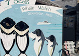 7 Seas Whale Watch