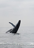 7 Seas Whale Watch