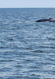 Cape Ann Whale Watch