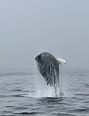 Cape Ann Whale Watch