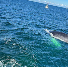 Cape Ann Whale Watch