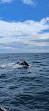 Cape Ann Whale Watch