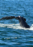 Cape Ann Whale Watch