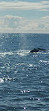 Cape Ann Whale Watch