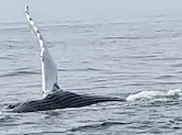 Cape Ann Whale Watch