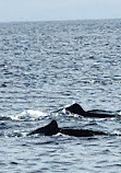 Cape Ann Whale Watch